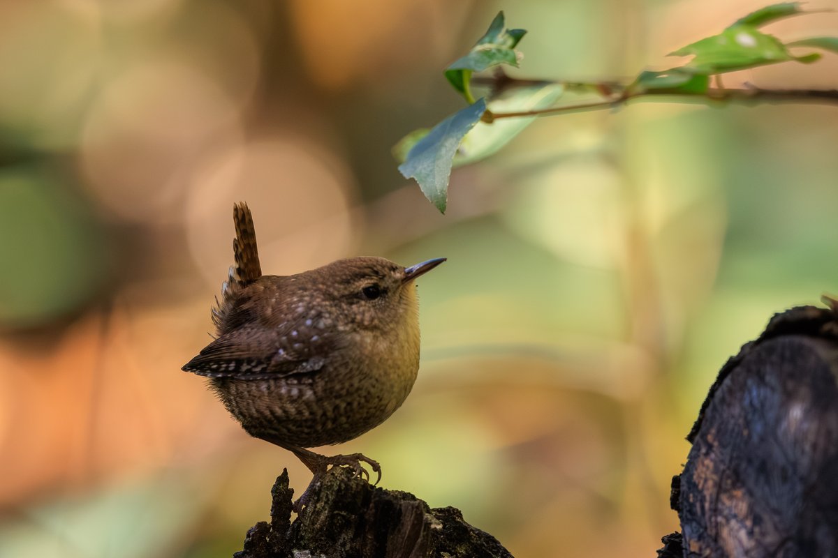 Winter Wren