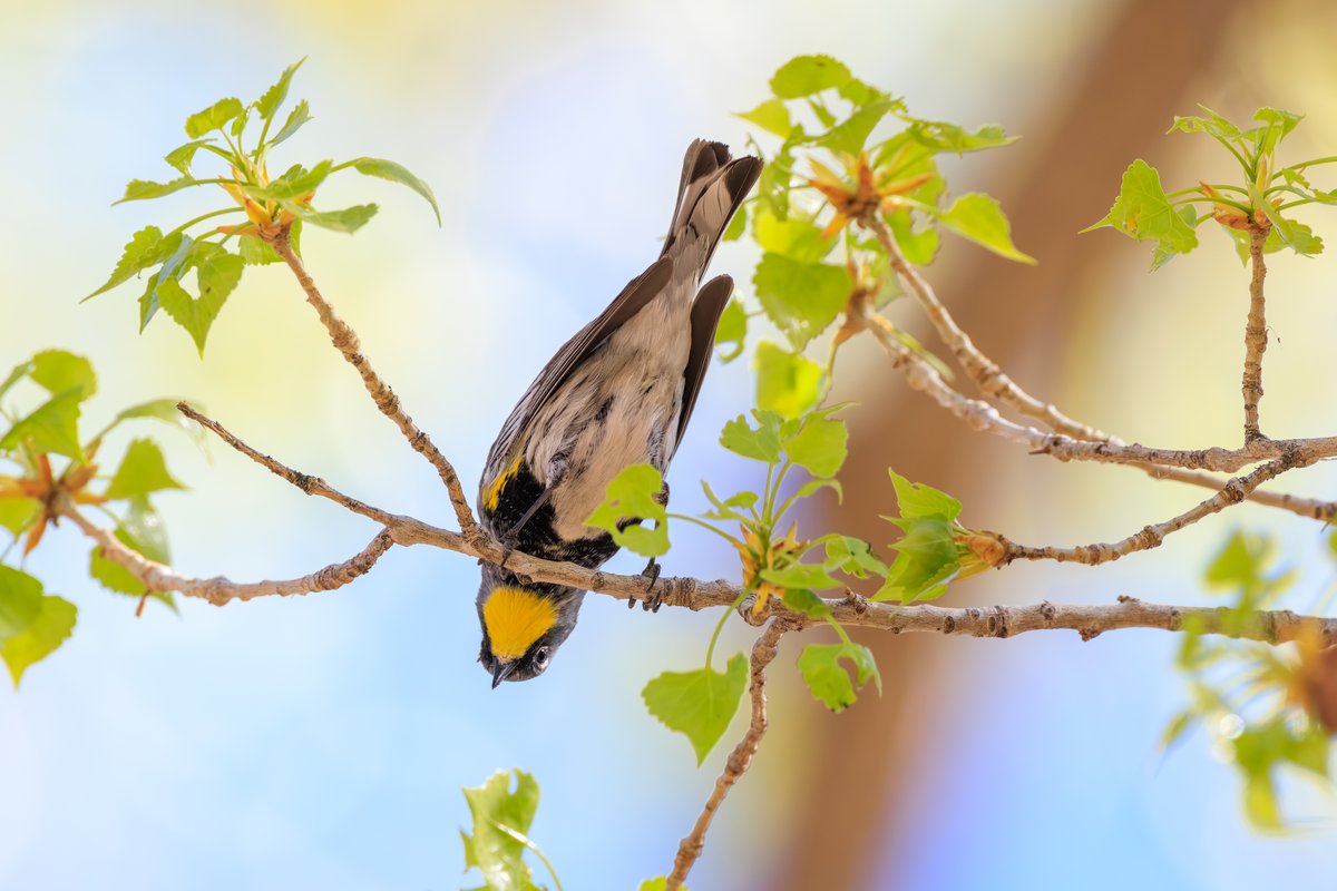 Yellow-rumped Warbler