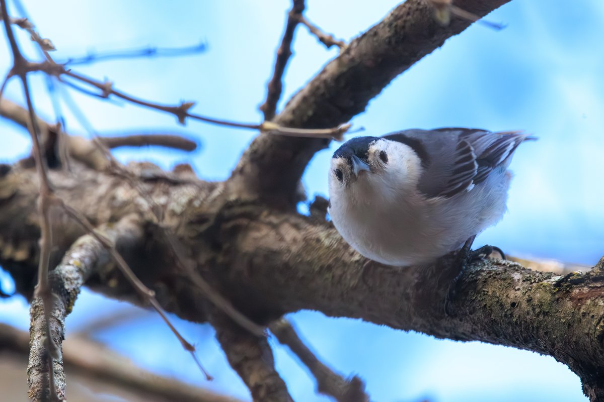 White-breasted Nuthatch