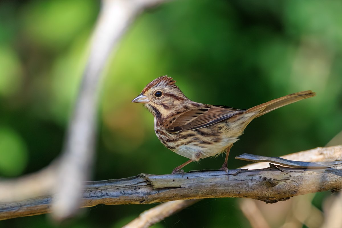 Song Sparrow