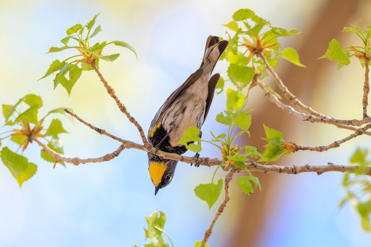 Yellow-rumped Warbler