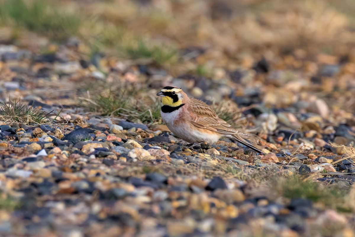 Horned Lark