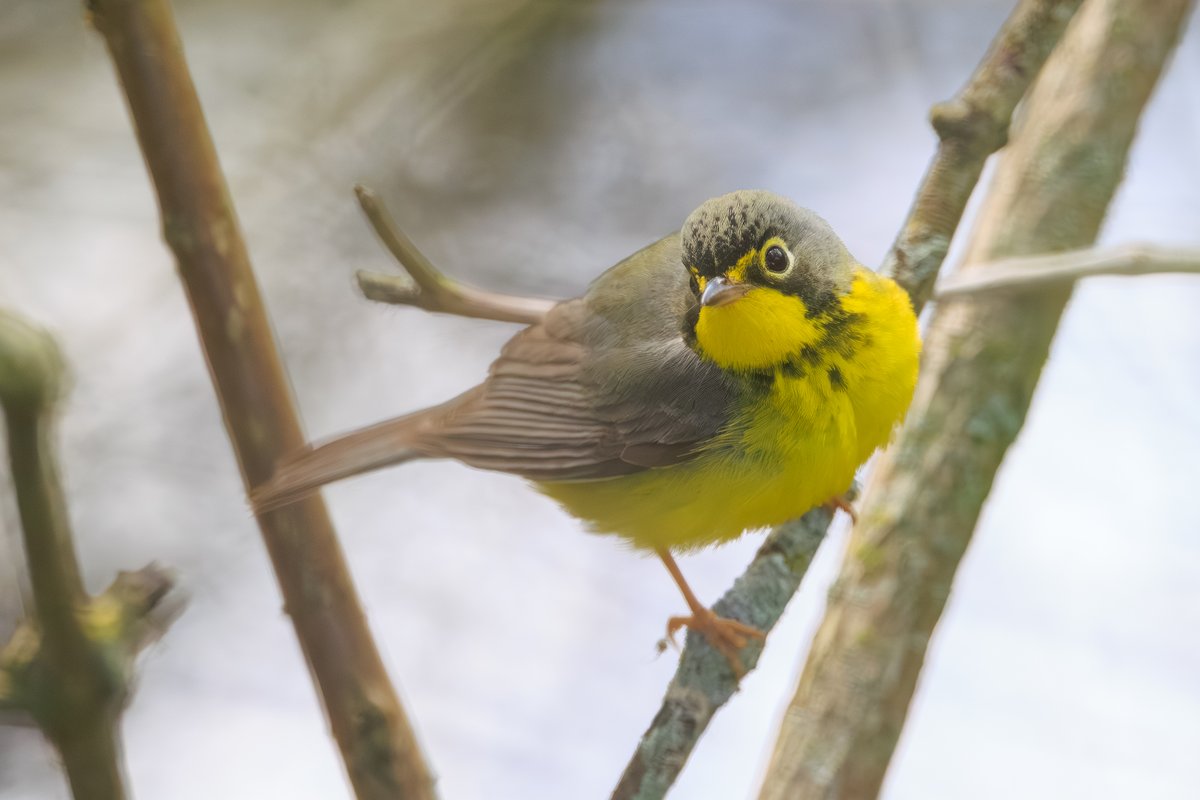 Canada Warbler