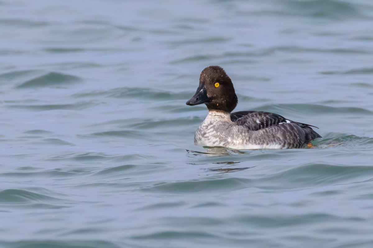 Common Goldeneye