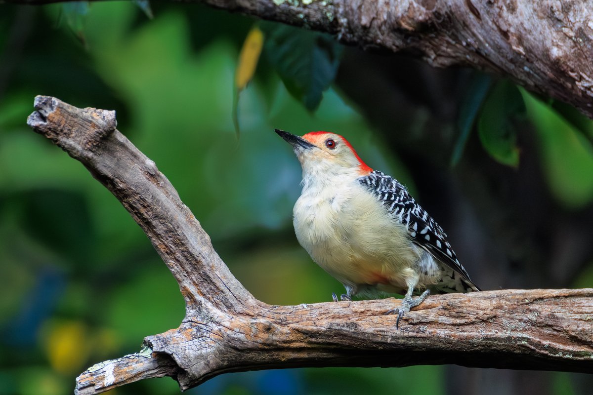 Red-bellied Woodpecker