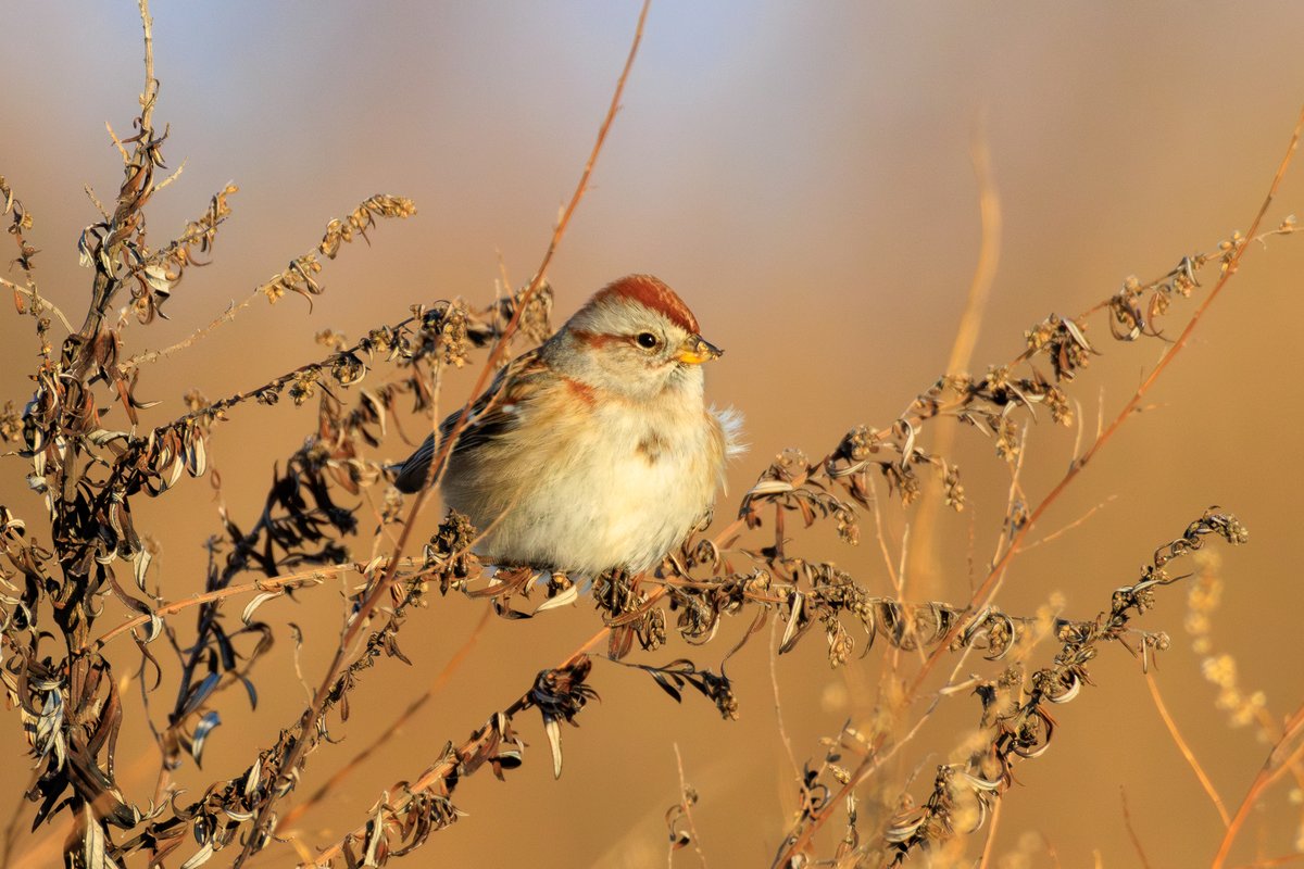 American Tree Sparrow