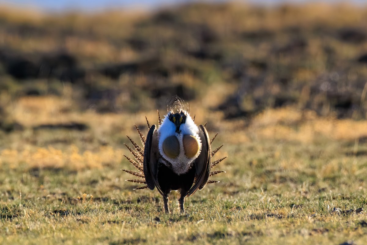 Greater Sage-Grouse