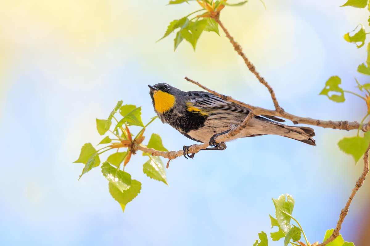 Yellow-rumped Warbler