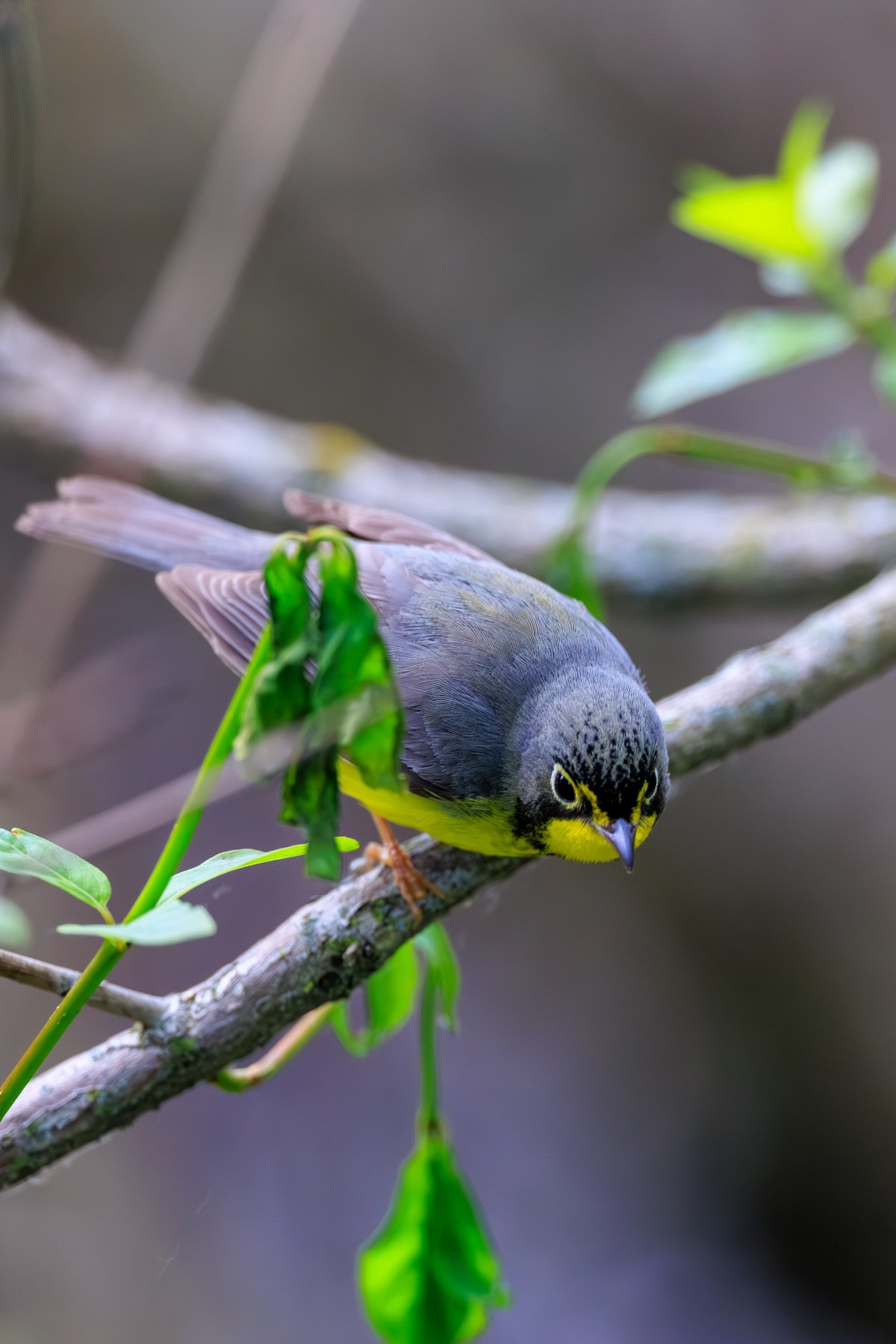 Canada Warbler
