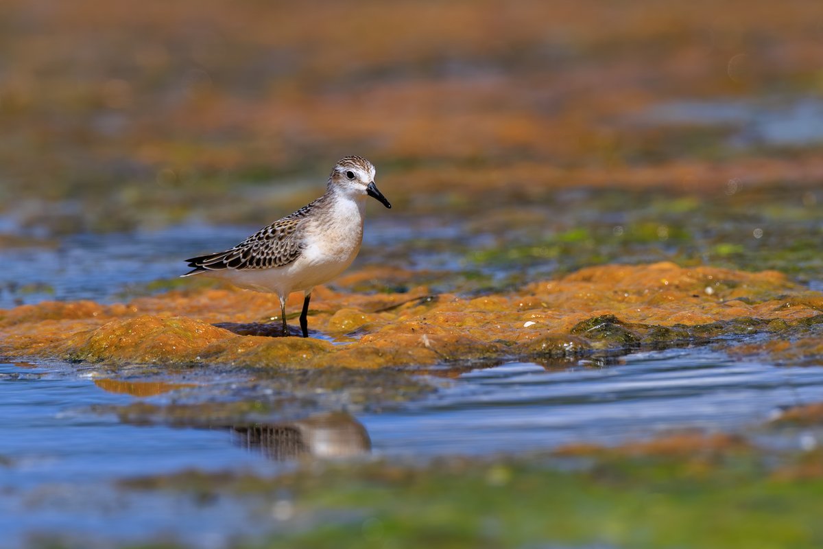 Semipalmated Sandpiper