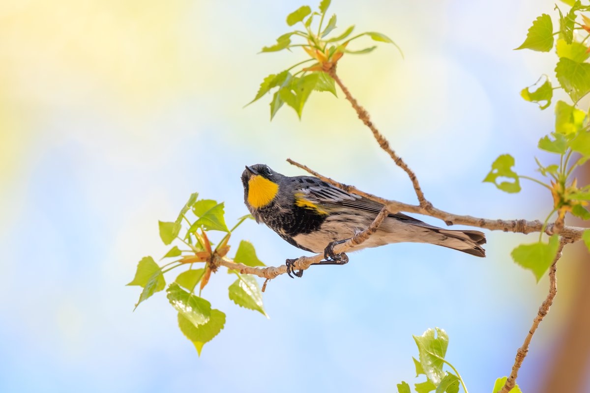 Yellow-rumped Warbler