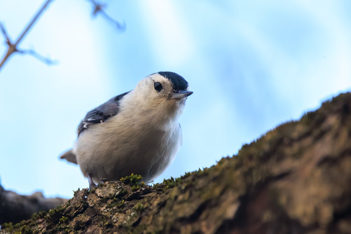White-breasted Nuthatch