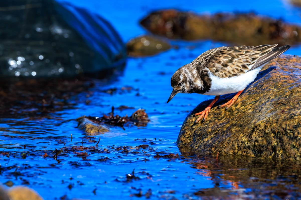 Ruddy Turnstone