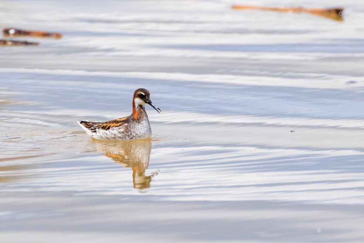 Red-necked Phalarope