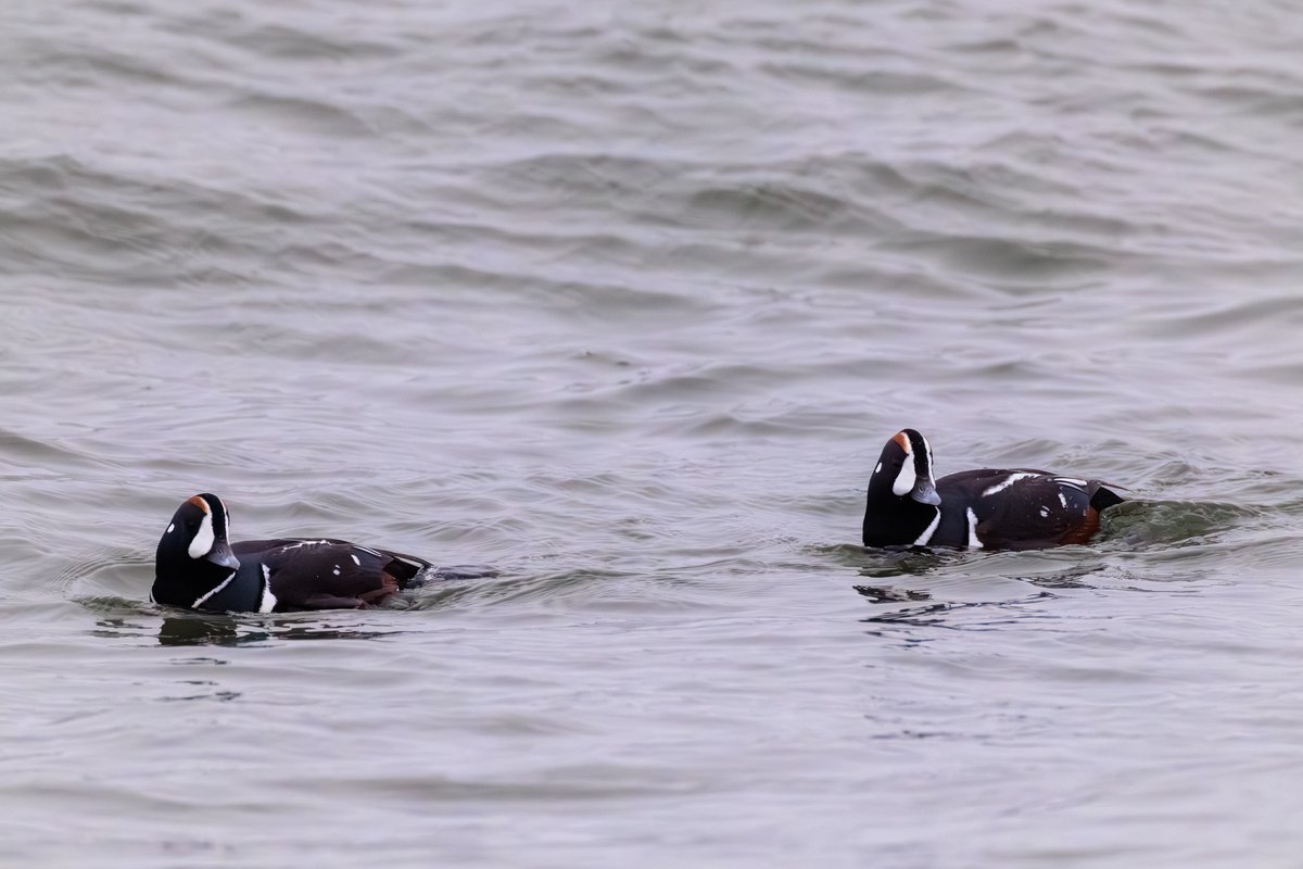 Harlequin Duck