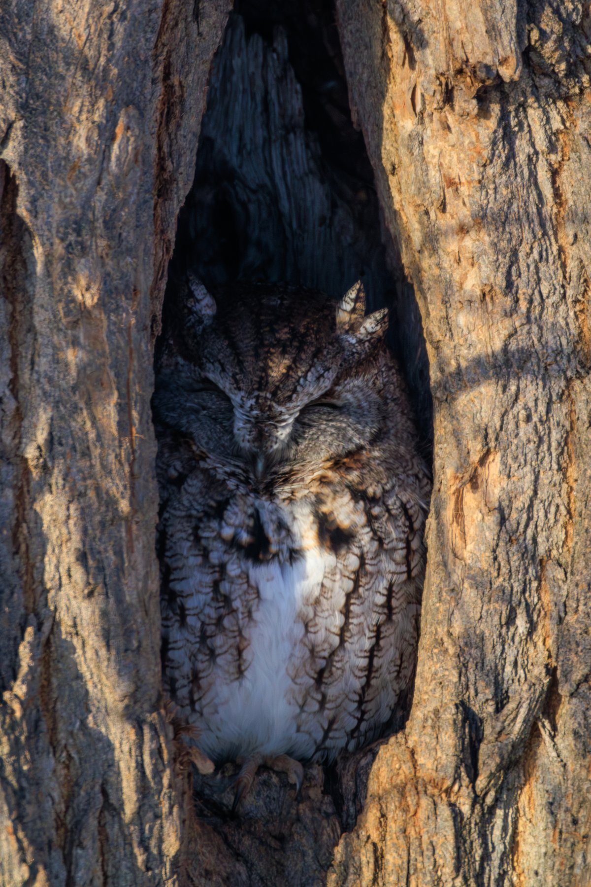 Eastern Screech-Owl