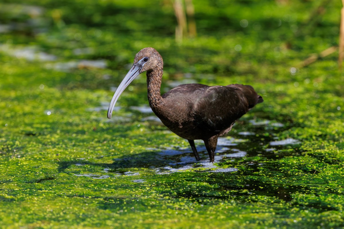 Glossy Ibis