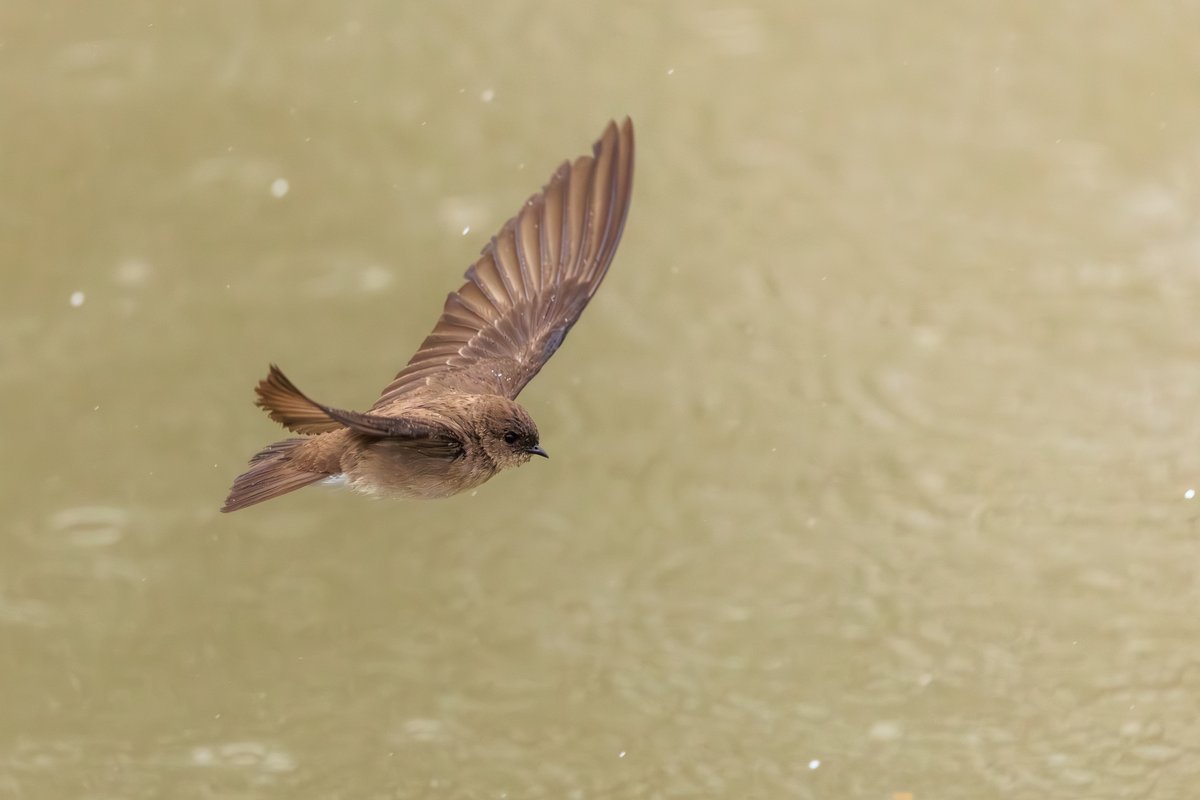 Northern Rough-winged Swallow