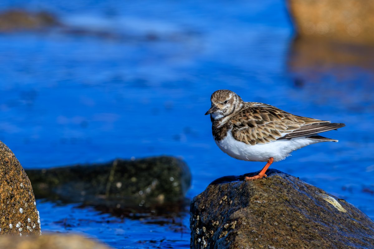 Ruddy Turnstone
