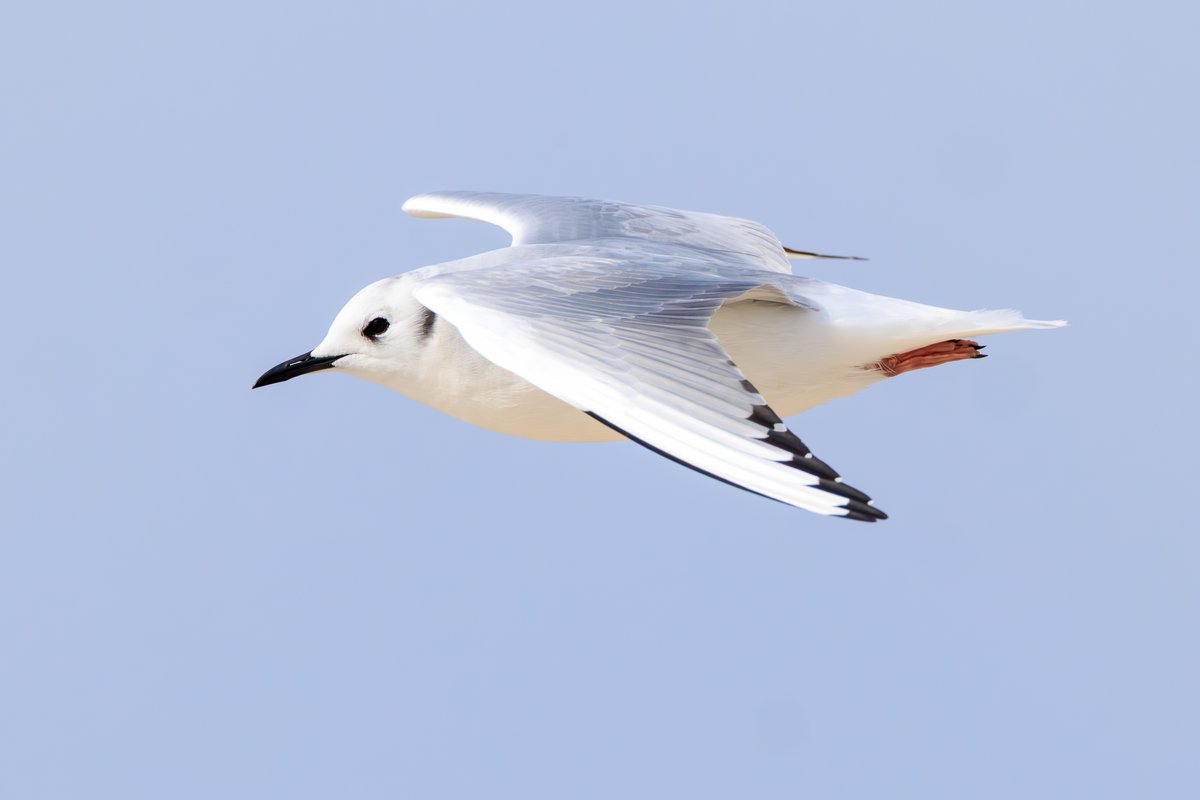 Bonaparte's Gull