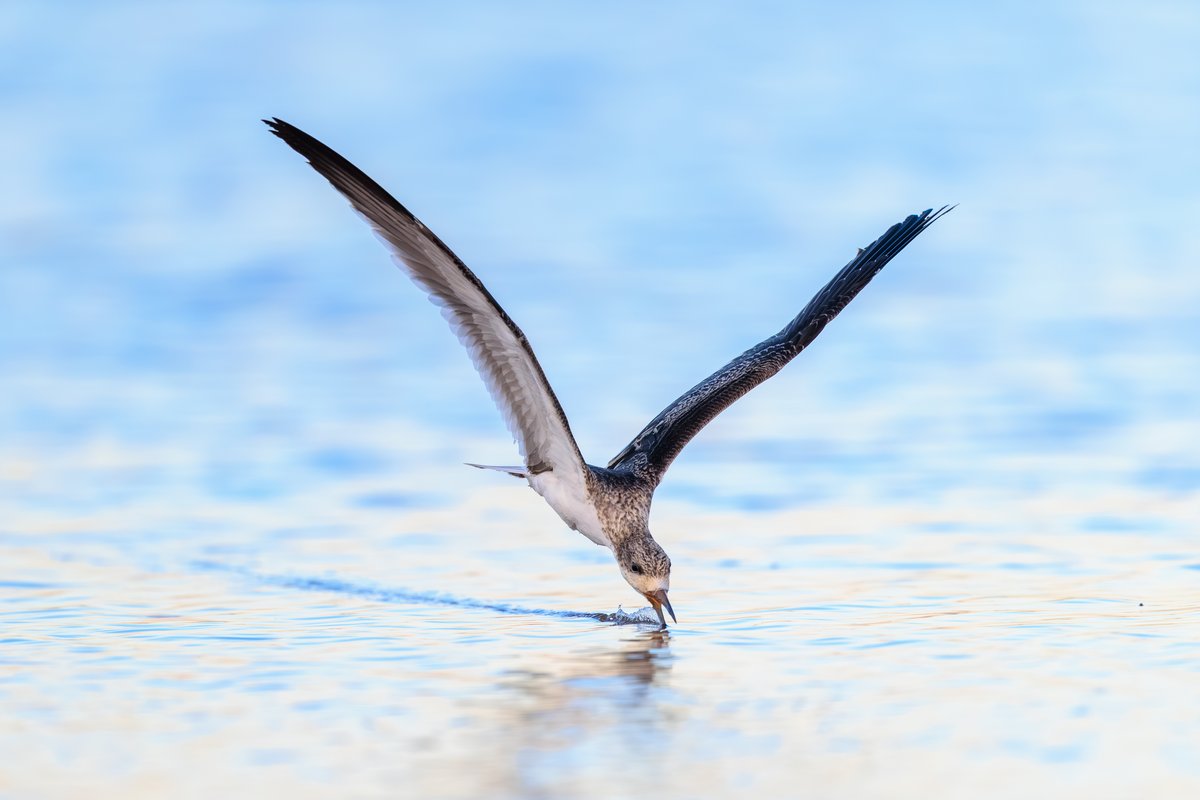 Black Skimmer