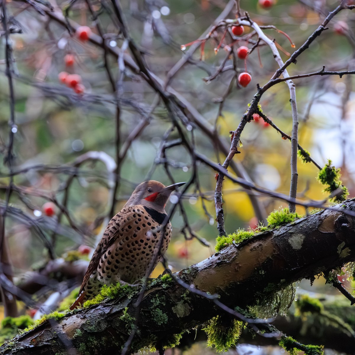 Northern Flicker