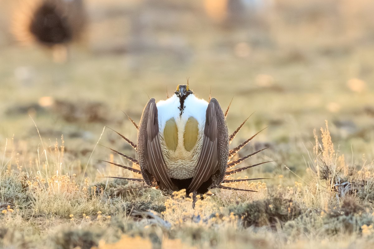 Greater Sage-Grouse