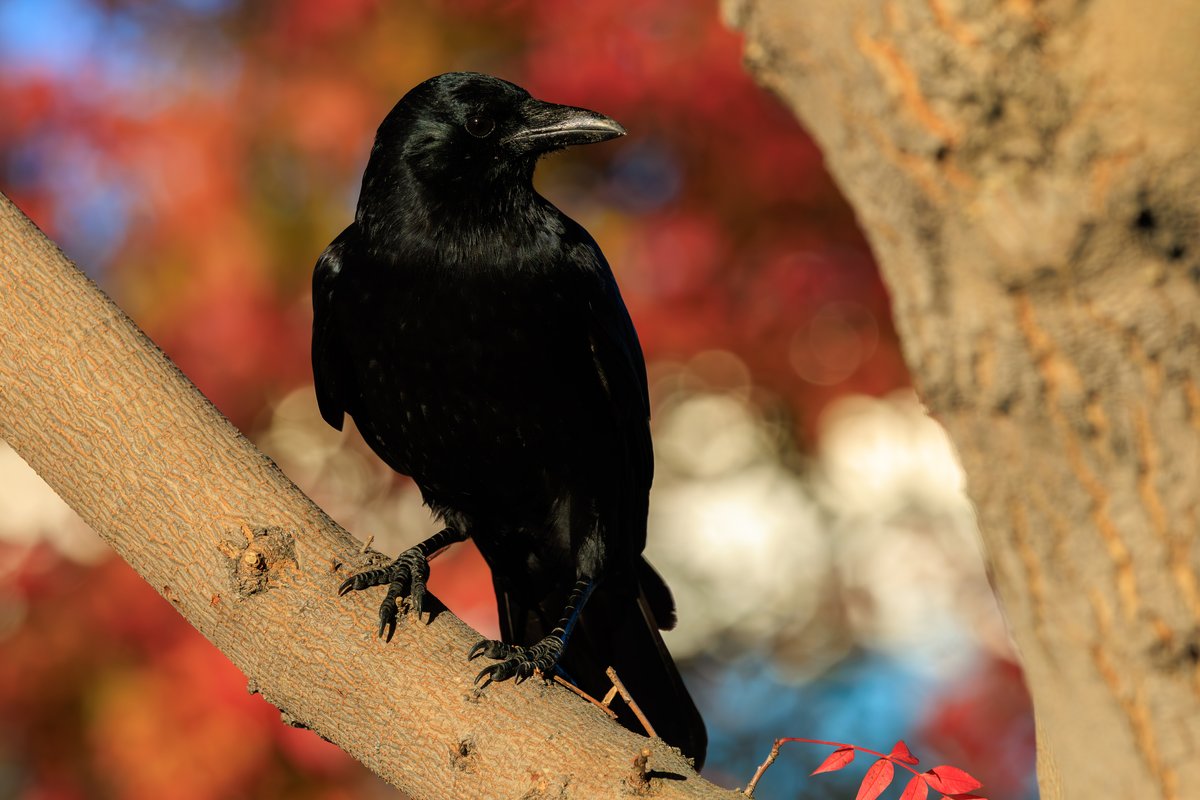 American Crow