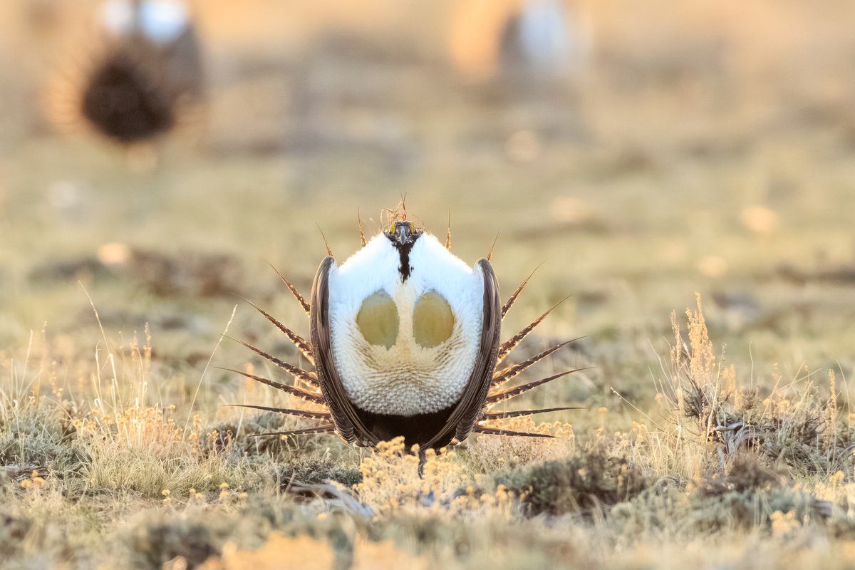 Greater Sage-Grouse