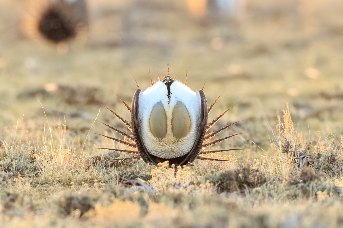 Greater Sage-Grouse