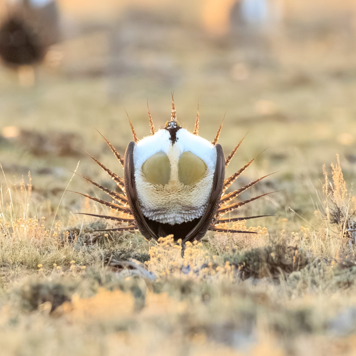 Greater Sage-Grouse