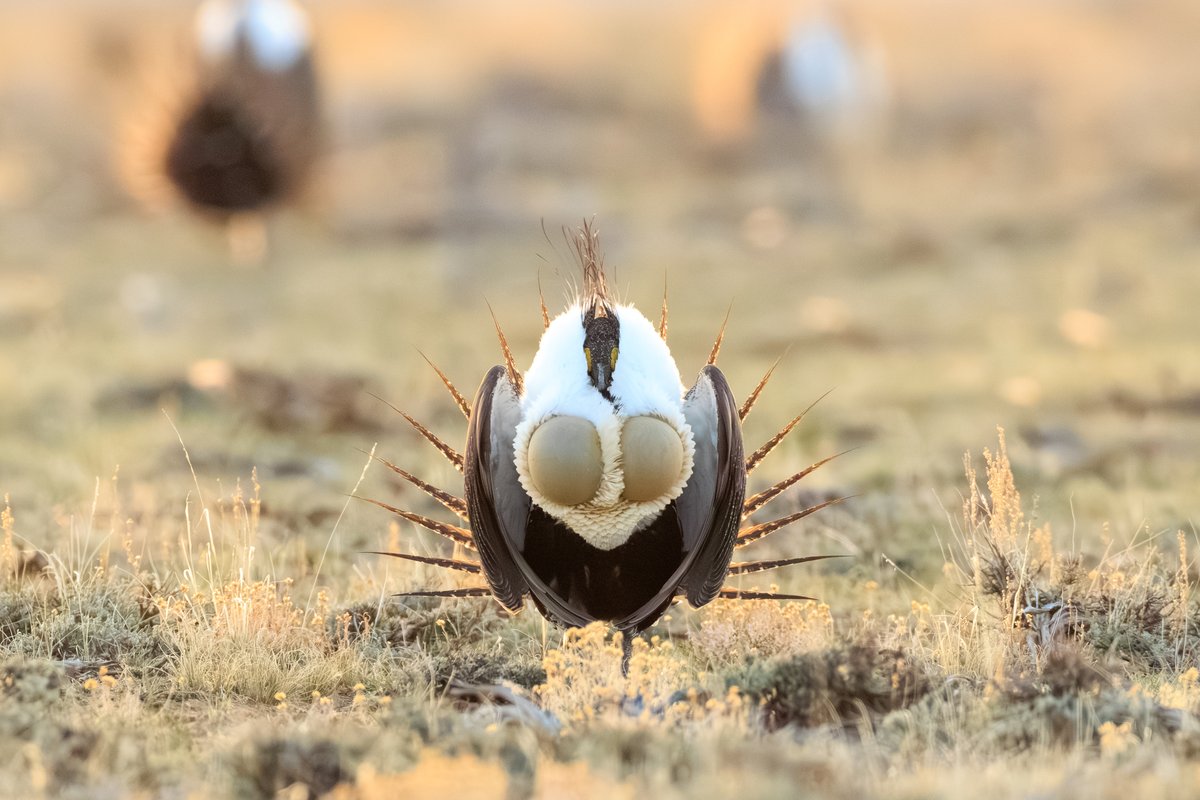 Greater Sage-Grouse