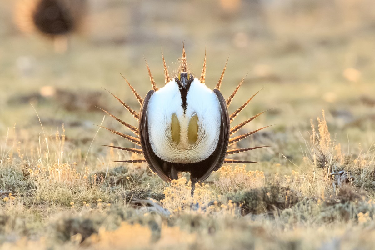 Greater Sage-Grouse