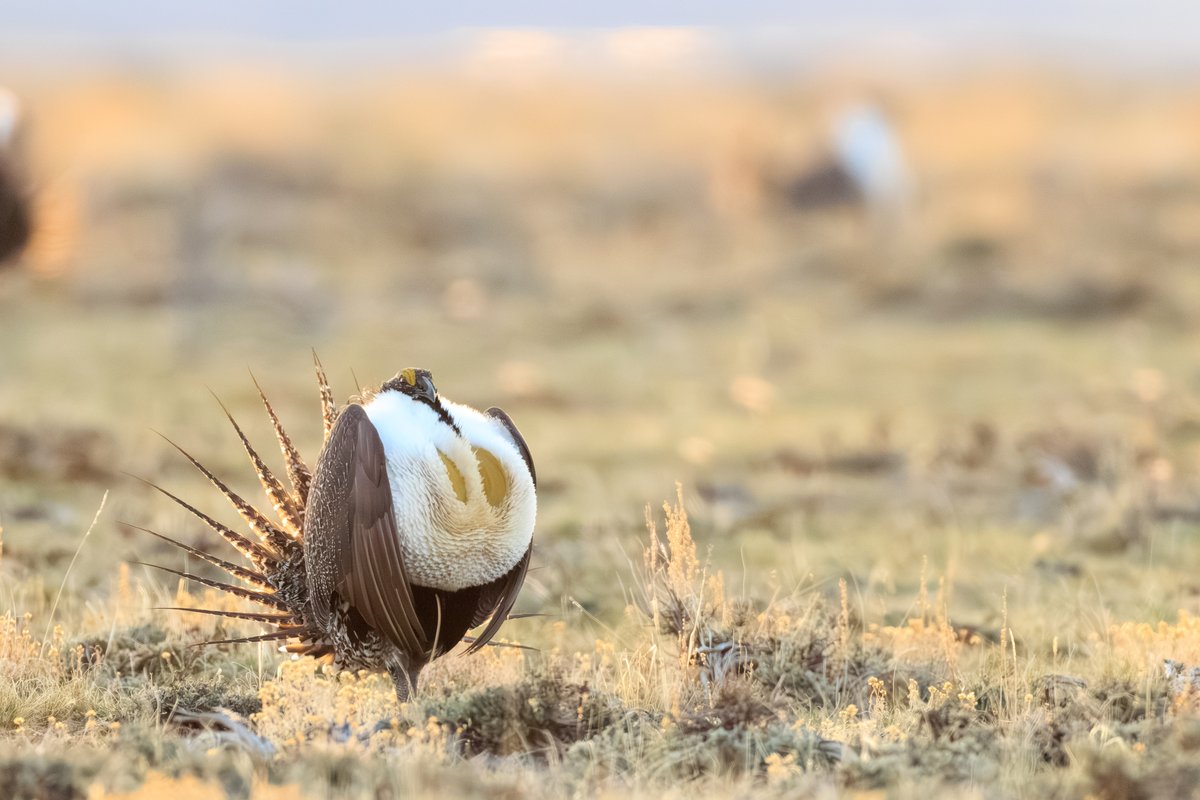 Greater Sage-Grouse
