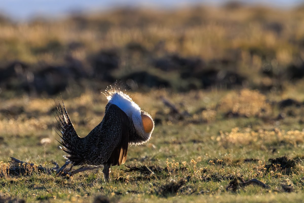 Greater Sage-Grouse