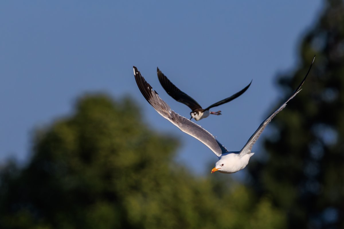 Western Gull
