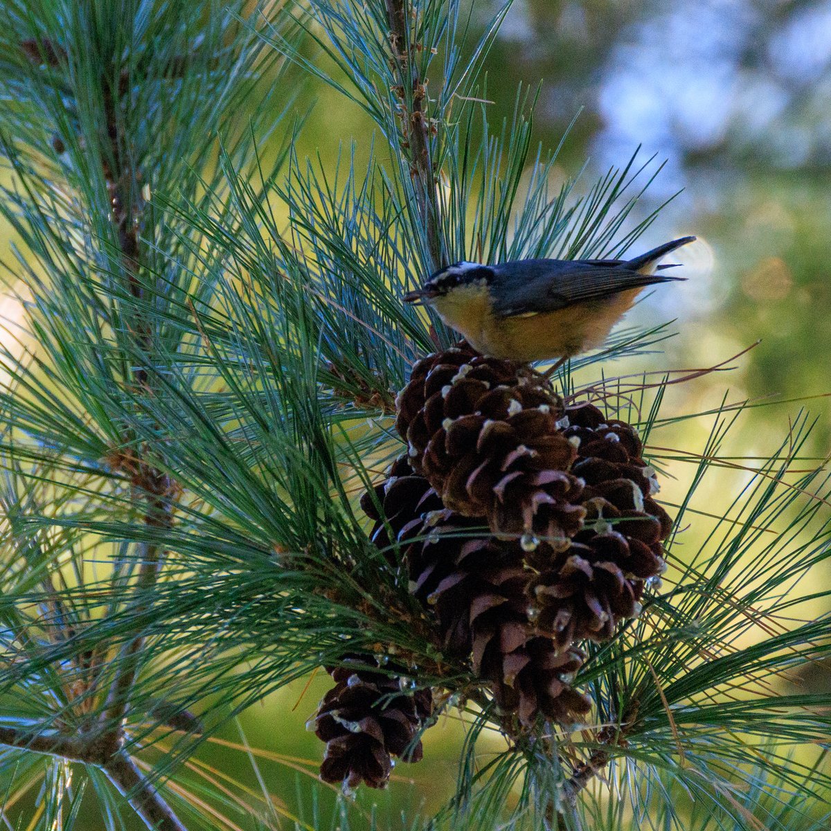 Red-breasted Nuthatch