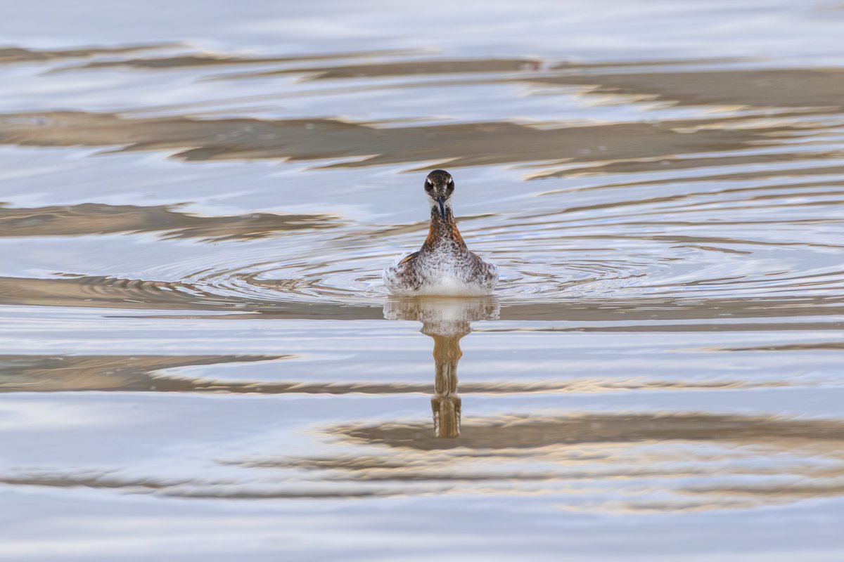 Red-necked Phalarope