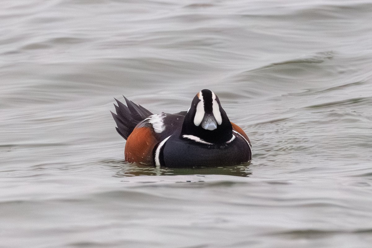 Harlequin Duck
