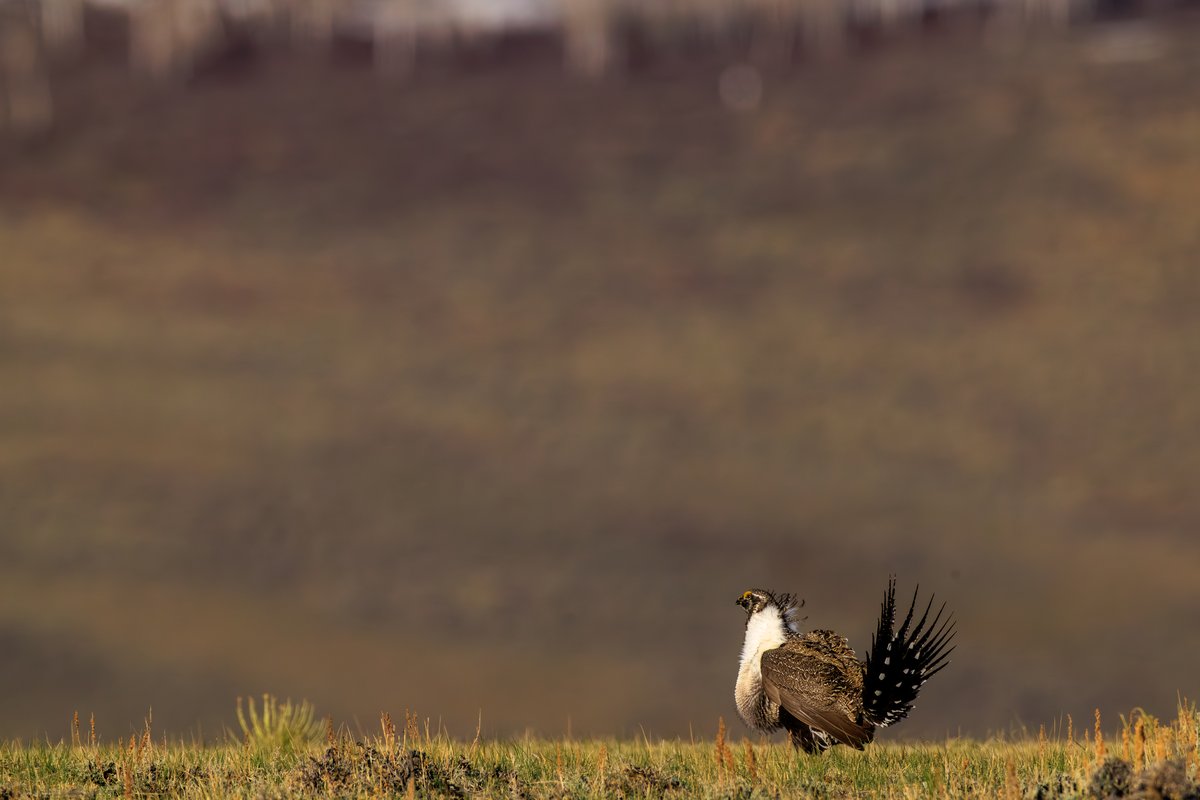 Greater Sage-Grouse