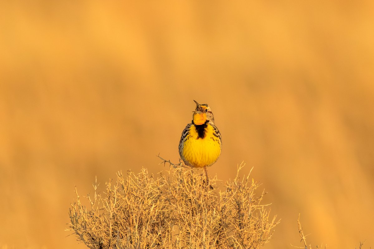 Western Meadowlark