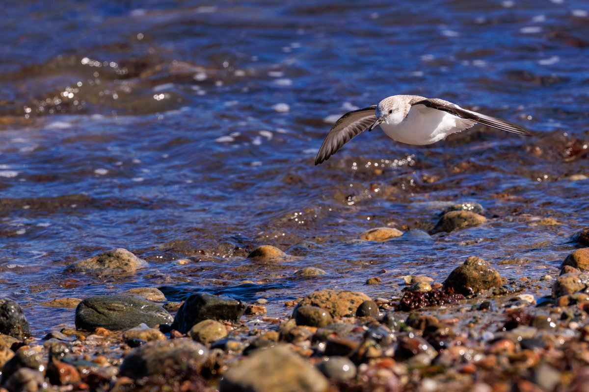 Sanderling