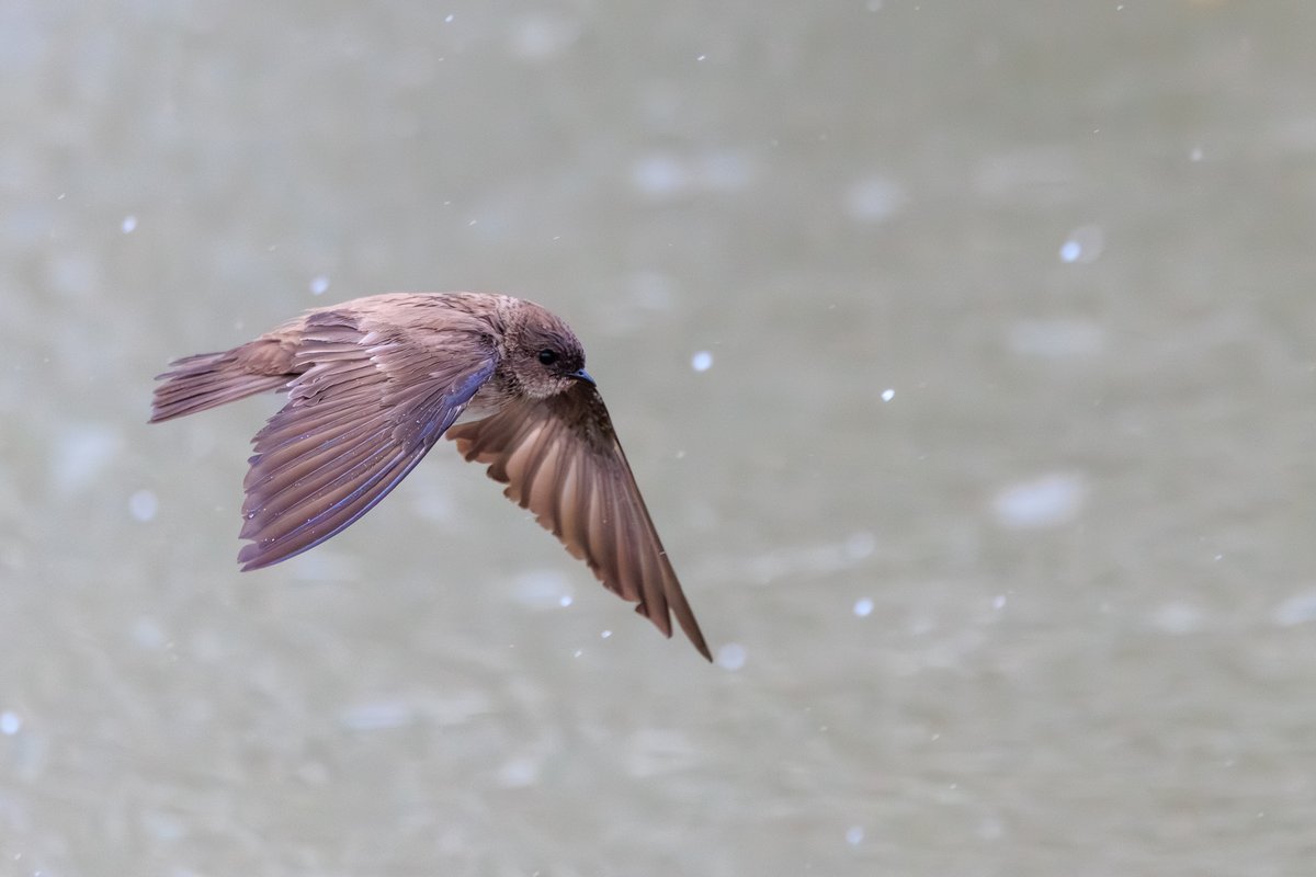 Northern Rough-winged Swallow