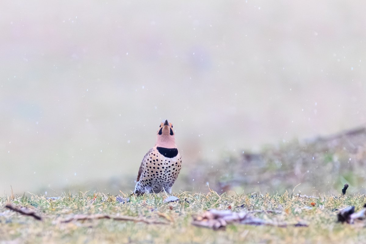 Northern Flicker