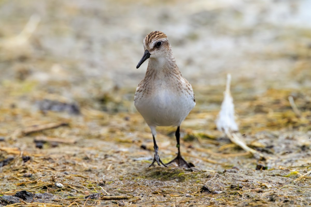 Semipalmated Sandpiper