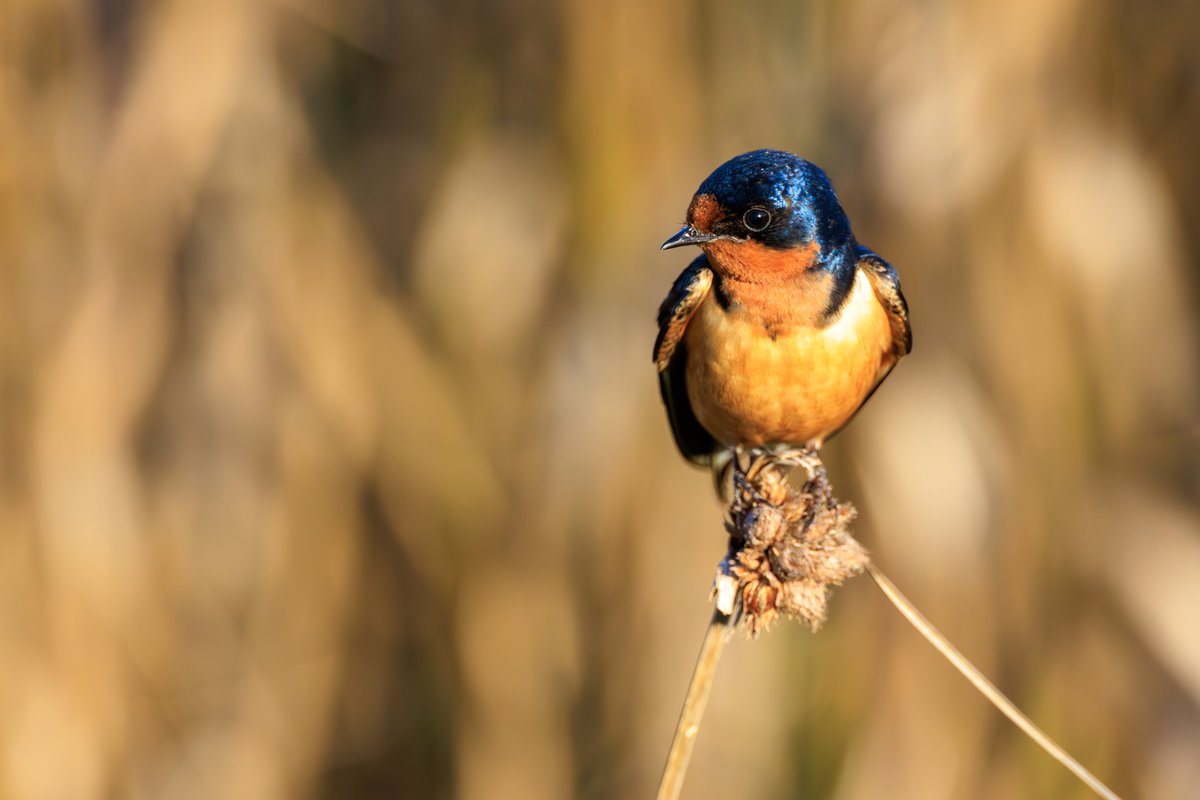 Barn Swallow