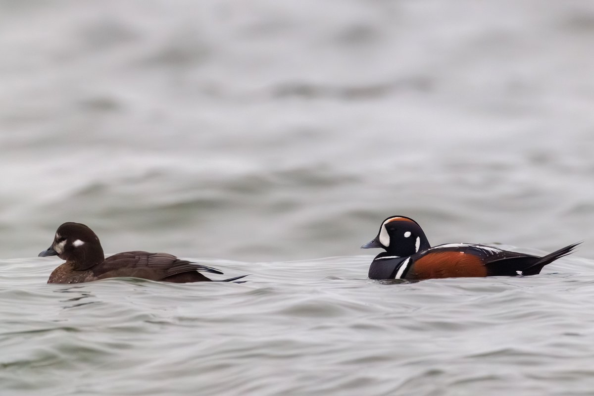 Harlequin Duck