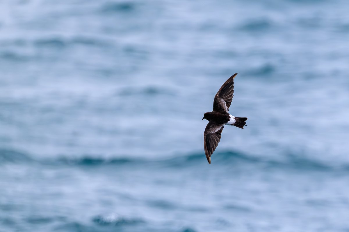 Wilson's Storm-Petrel