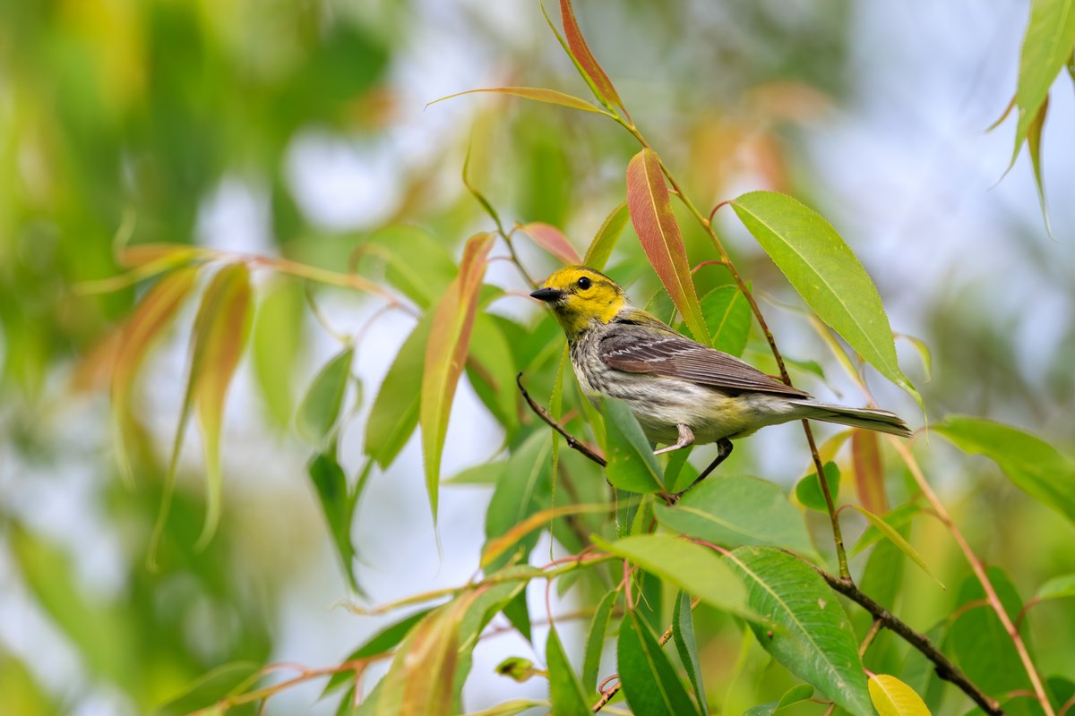 Black-throated Green Warbler
