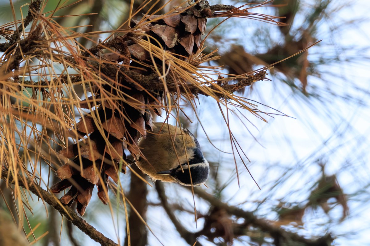 Red-breasted Nuthatch